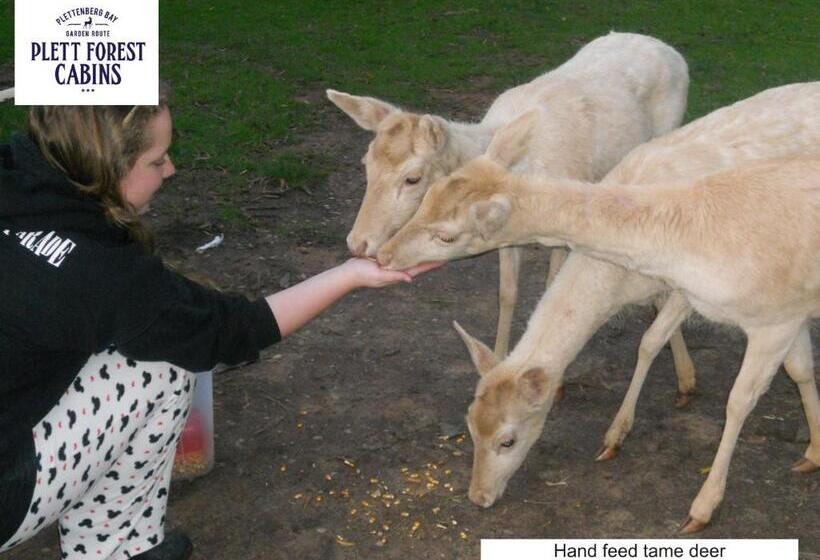 هاستل Plett Forest Cabins