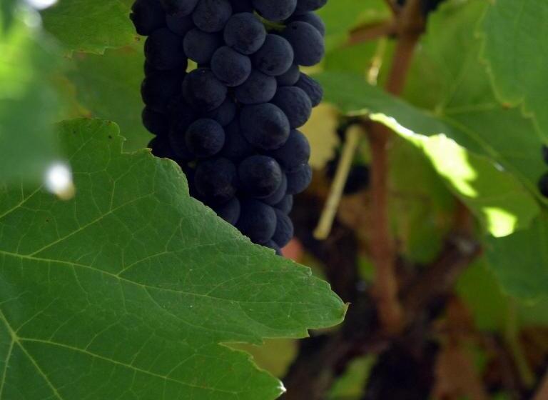 민박 The Farm Willunga