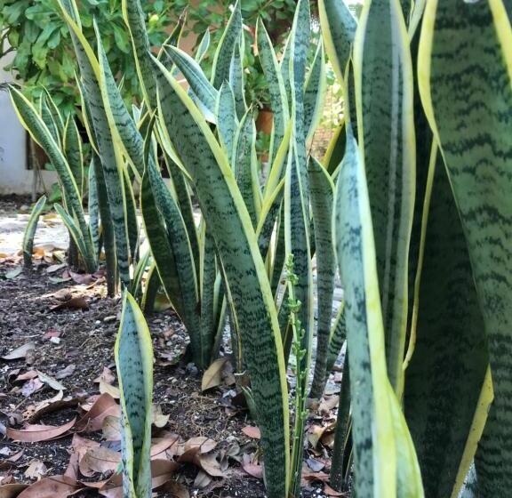 住宿加早餐 Verdeamar Eco Lodge Jungle Retreat