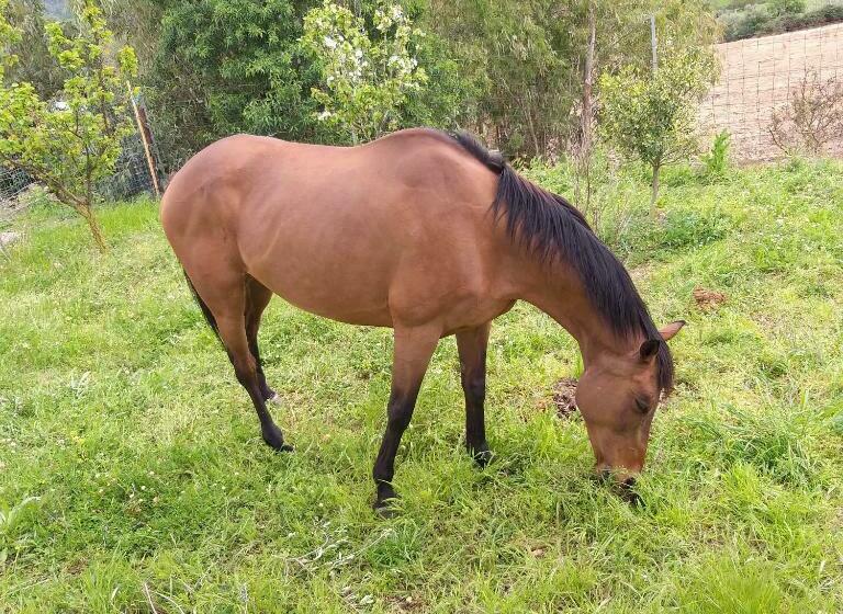 בית מלון כפרי Agriturismo Funtan Arva