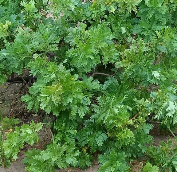 펜션 Pousada Cruzeiro Dos Anjos