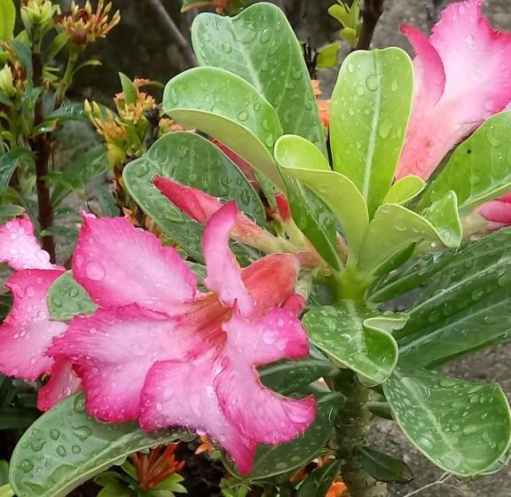 펜션 Pousada Cruzeiro Dos Anjos