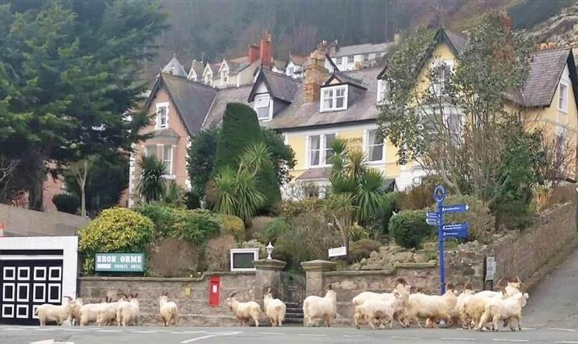 Пансион Bron Orme Private