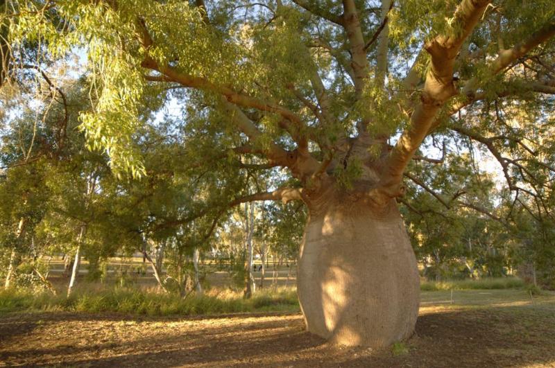 Best Western Bungil Creek Motel