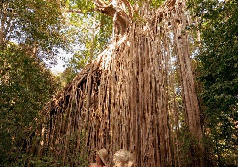 בית מלון כפרי Coral Tree Inn