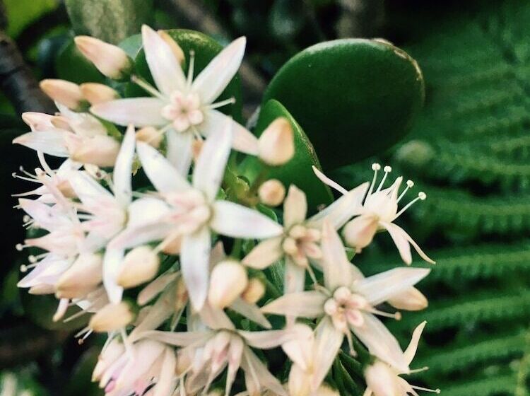 בית מלון כפרי Fairway Motor Inn