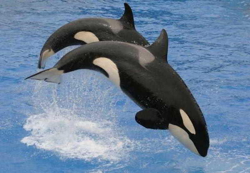 فندق San Diego Marriott Del Mar