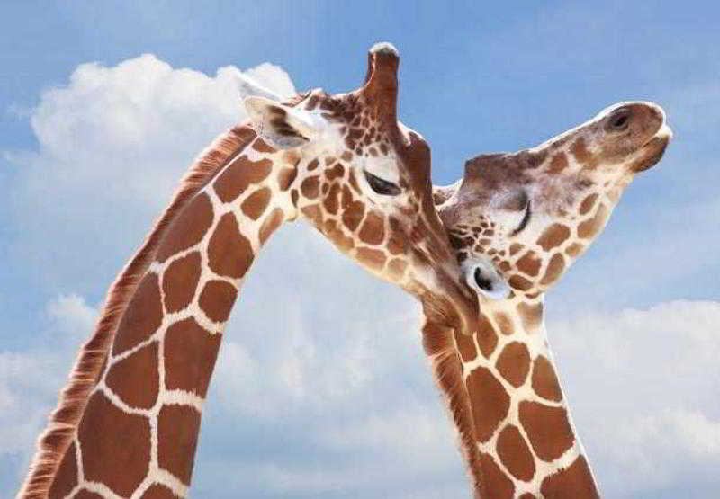 فندق San Diego Marriott Del Mar