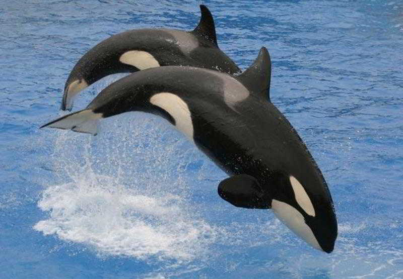 فندق San Diego Marriott Del Mar