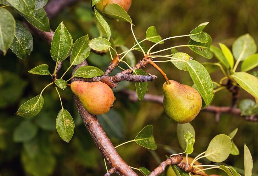 Odelya Hotel & Naturgarten Basel City