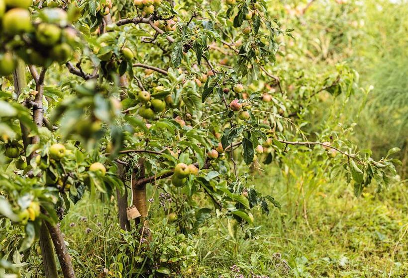 Odelya Hotel & Naturgarten Basel City