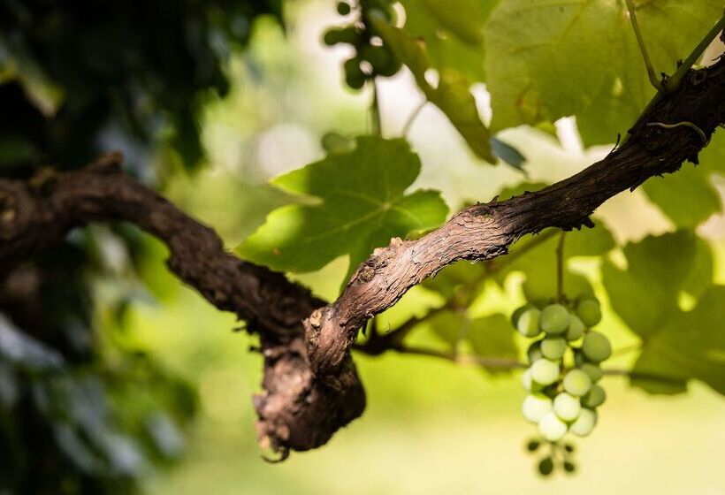 Odelya Hotel & Naturgarten Basel City