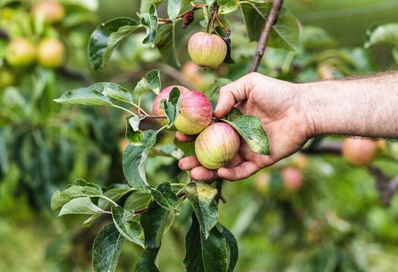 Odelya Hotel & Naturgarten Basel City