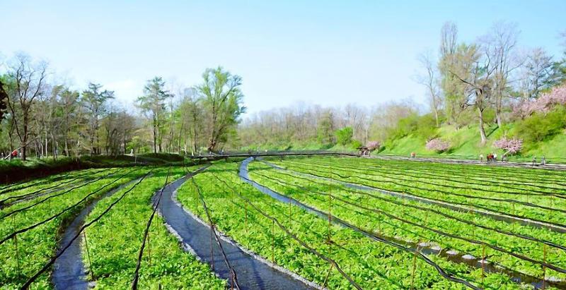 בית מלון כפרי Kongoji Syukubo Seihoin