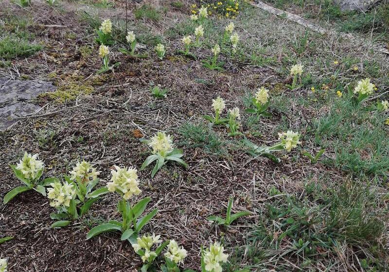 호텔 Best Western Le Relais De Laguiole Hôtel & Spa