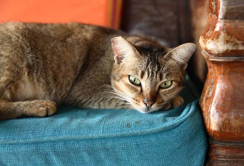 호텔 Bon Ton Resort Langkawi