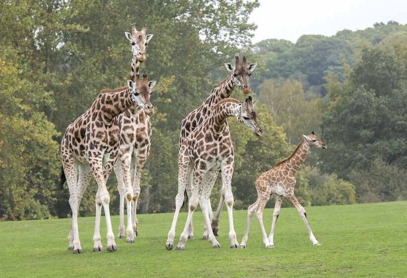 酒店 Holiday Inn Express Droitwich Spa, An Ihg