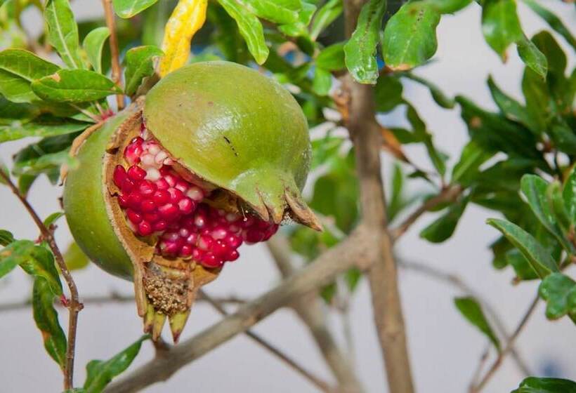 Hotel Olympic Villas