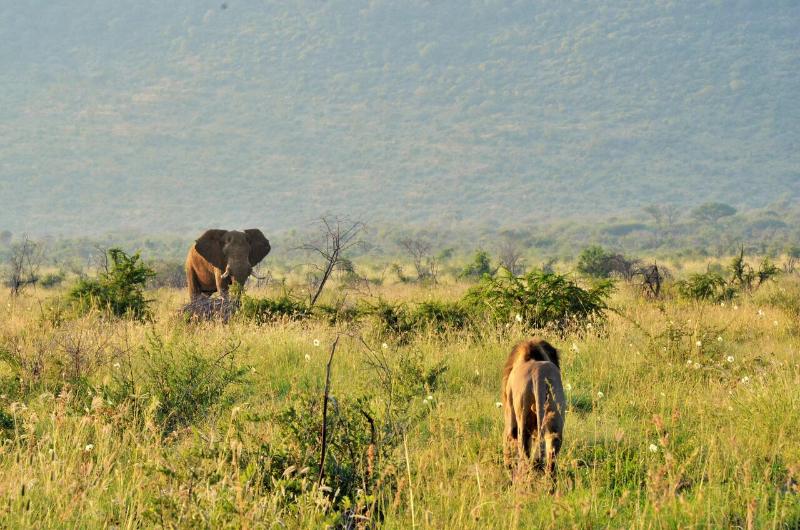 فندق Motswiri Private Safari Lodge