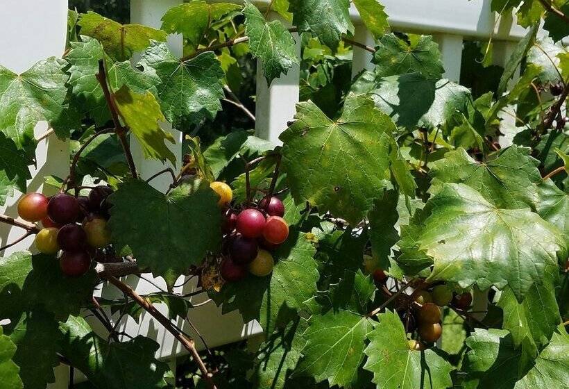 Grandview B&b Mount Dora