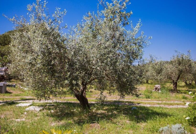 בית מלון כפרי Agriturismo Biologico Piccapane