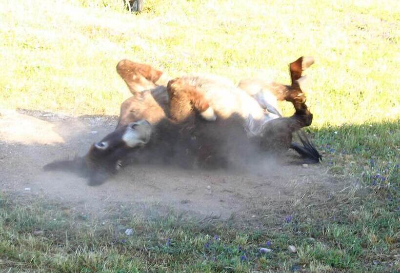 פנסיון Ca  La Somara