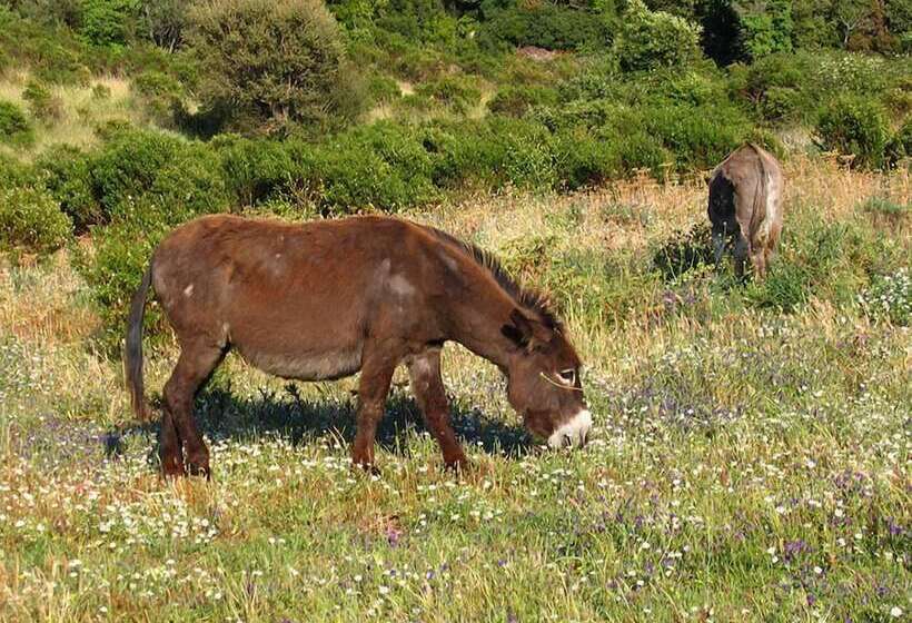 بنسيون Ca  La Somara