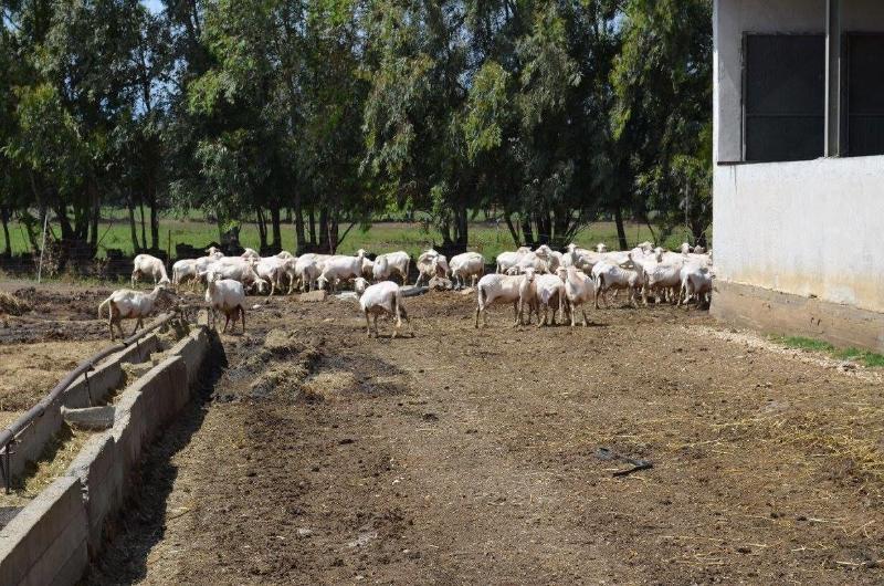 Agriturismo Agrifoglio