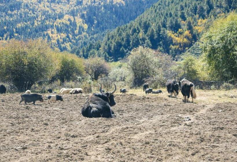 هتل Banyan Tree Ringha