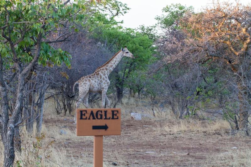 Отель Eagle Tented Lodge & Spa Etosha