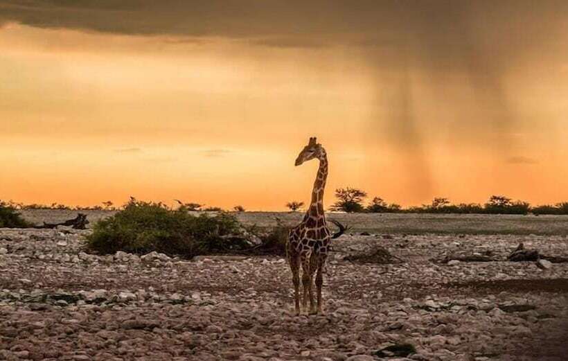 Отель Eagle Tented Lodge & Spa Etosha