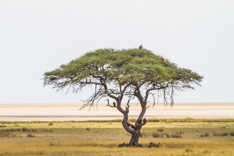 Отель Eagle Tented Lodge & Spa Etosha