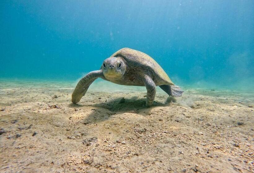 酒店 Catalina S Hideaway