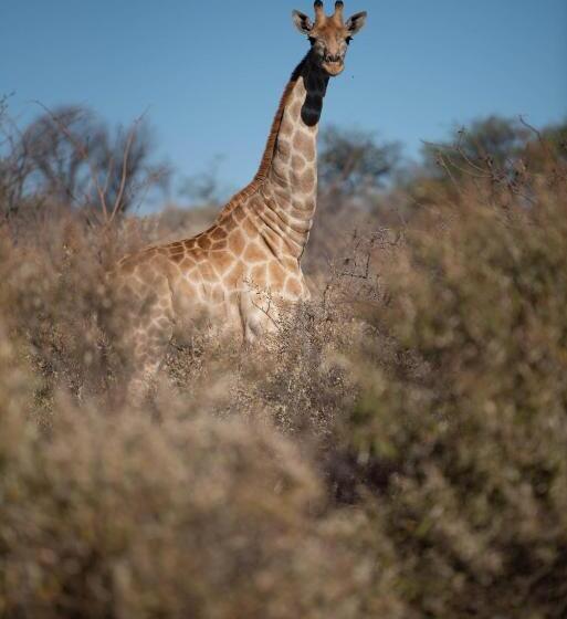 ホテル Morakane Safari Lodge