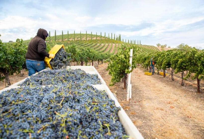 פנסיון Aterno Vineyard, Guest House