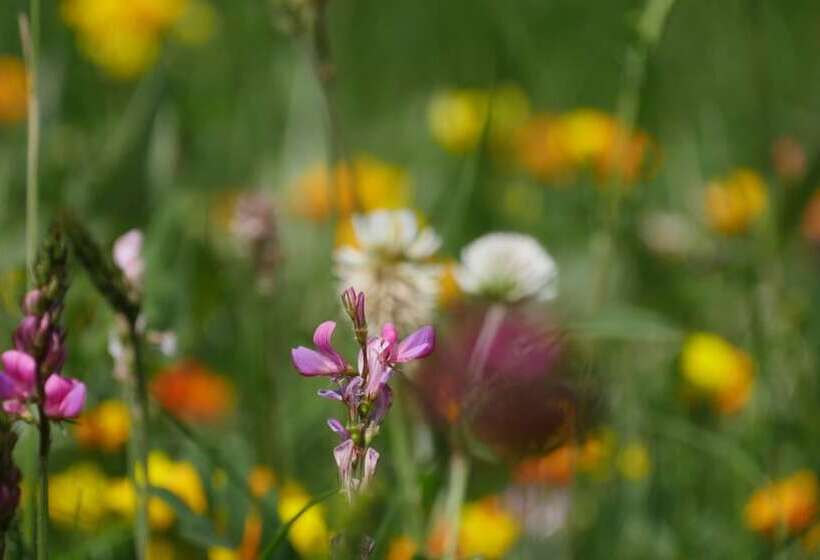 旅馆 Auberge De Jeunesse Hi Serre Chevalier