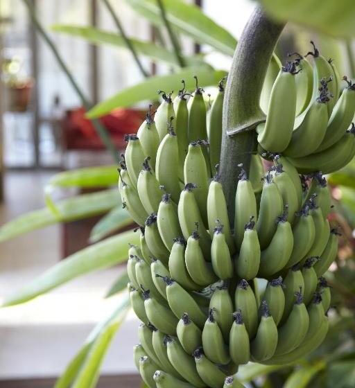 Alaya Verde Bed & Breakfast