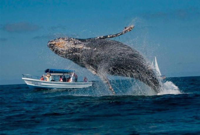 הוסטל Bungalows Princeza Guayabitos