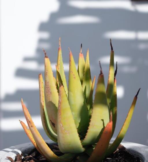 مبيت وإفطار Smugglers' Bnb