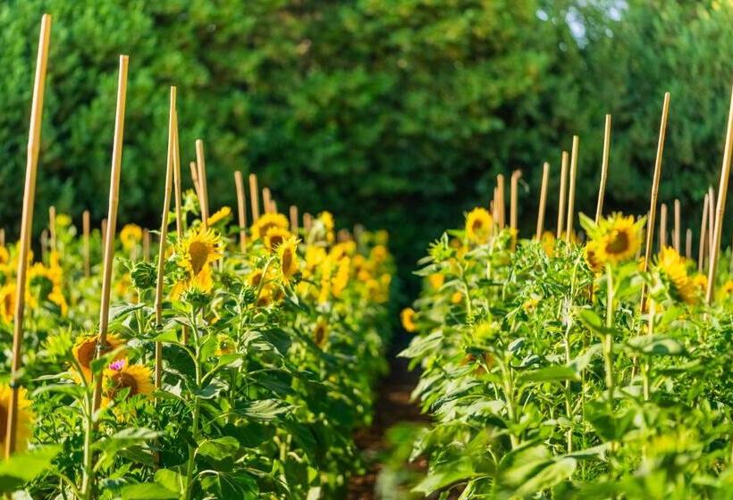 فندق Château De Valmer