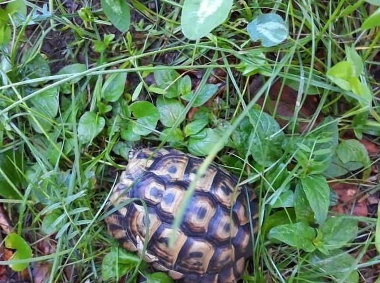 בית מלון כפרי Hôtel Le Mas Fleuri