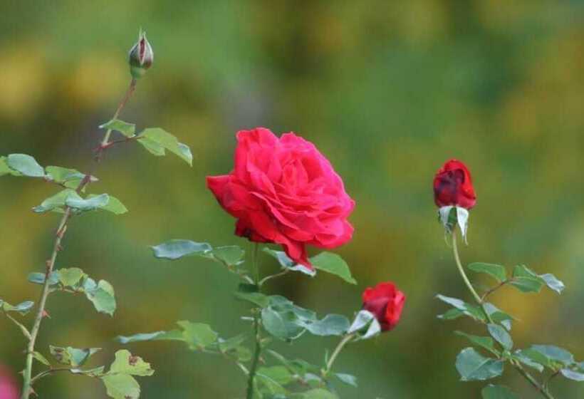 בית מלון כפרי Hôtel Le Mas Fleuri