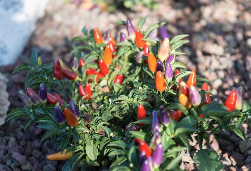 호텔 Finis Africae