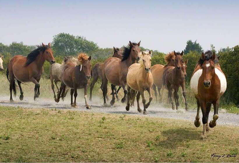 فندق Hampton Inn & Suites Chincoteaguewaterfront