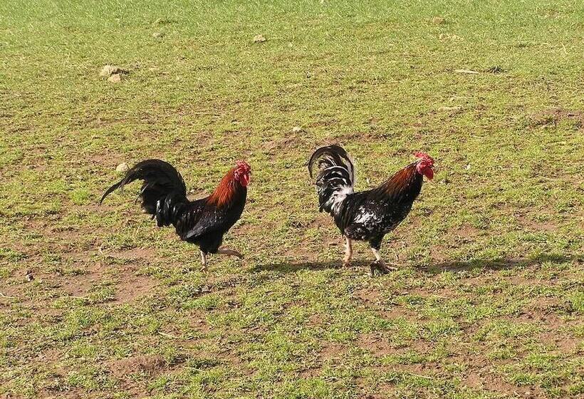 ホテル Cabane Dans Les Arbres   Tree House