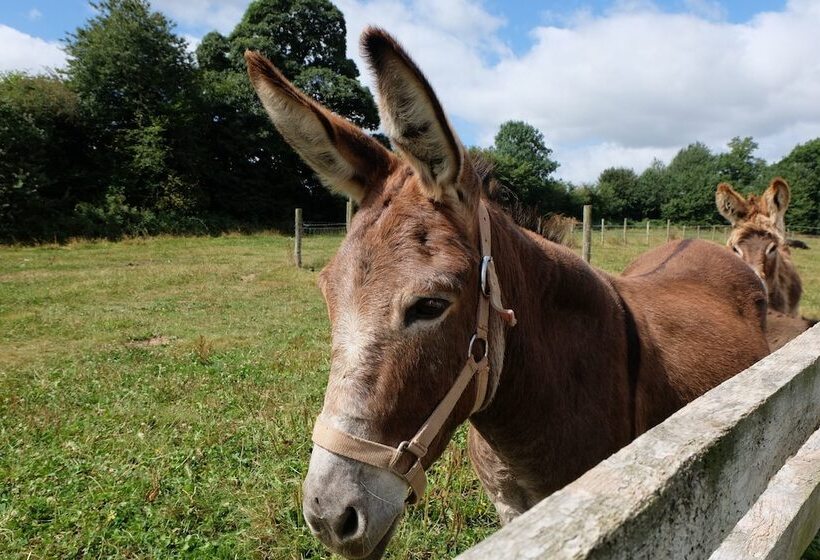 ホテル Cabane Dans Les Arbres   Tree House