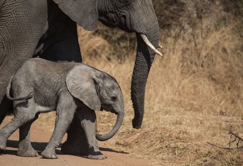 ホテル Nkala Safari Lodge