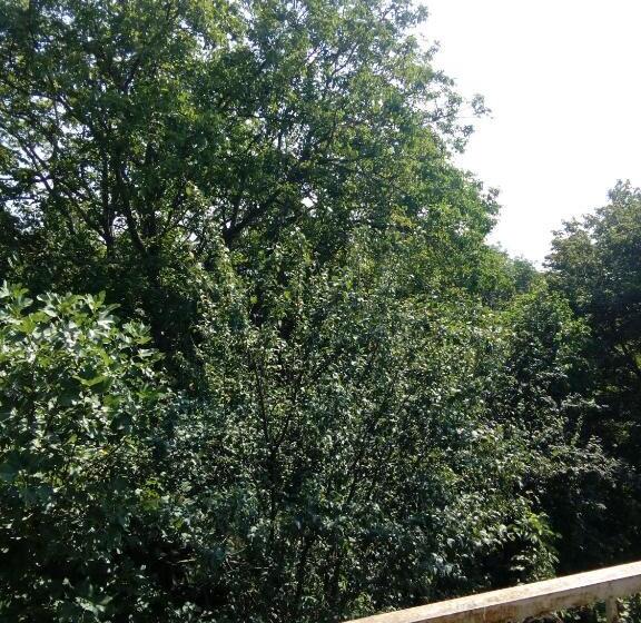 پانسیون House In The Forest