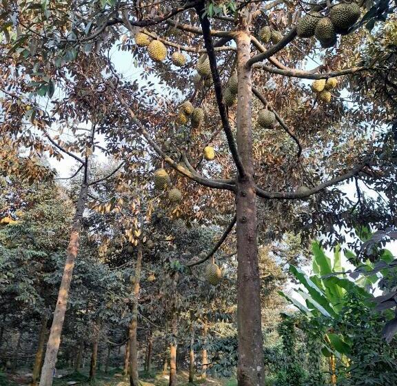 استراحتگاه Rooster Mekong Garden & Villas