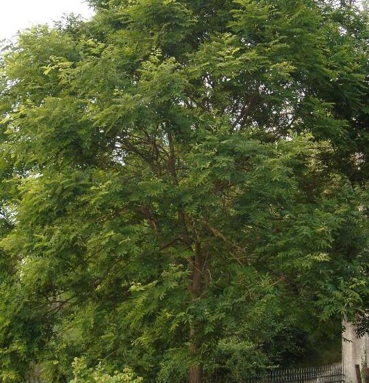 住宿加早餐  Di Luna E Di Sole